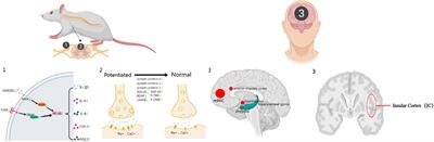 Acupuncture for radicular pain: a review of analgesic mechanism